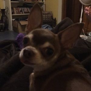 Meet your Posher, Donna